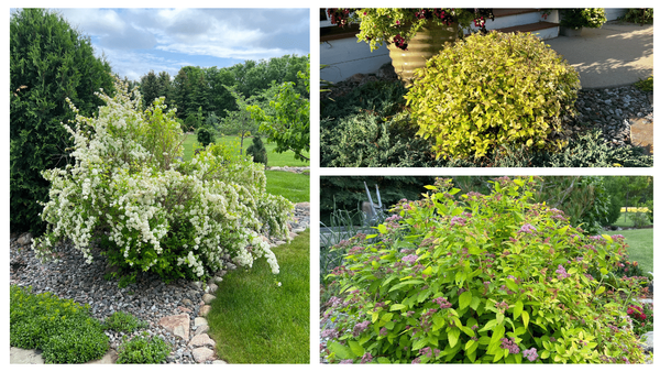 Firegold, Goldmound, Double Play Gold Spirea
