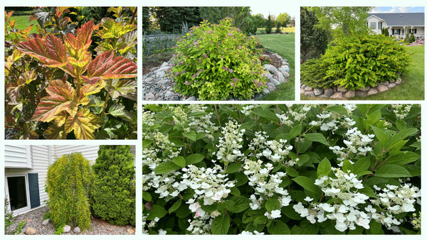 Pollinator Shrubs