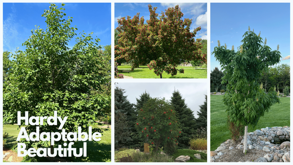 Prairie Horizon Alder, Hot Wings Tatarian Maple, Showy Mountain Ash, Prairie Torch Hybrid Buckeye