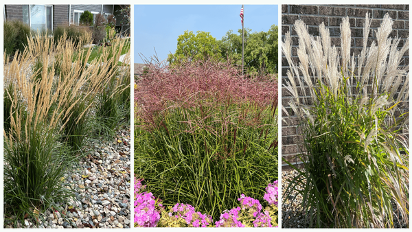 Ornamental Grass Plumes