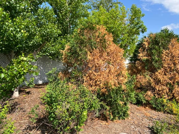 Girdling Damage From Voles On Techny Arborvitae