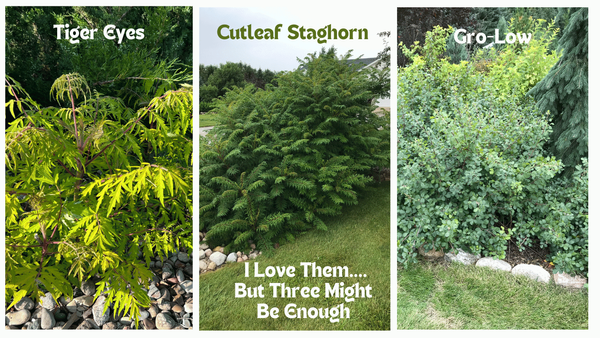 Three Great Sumac Varieties