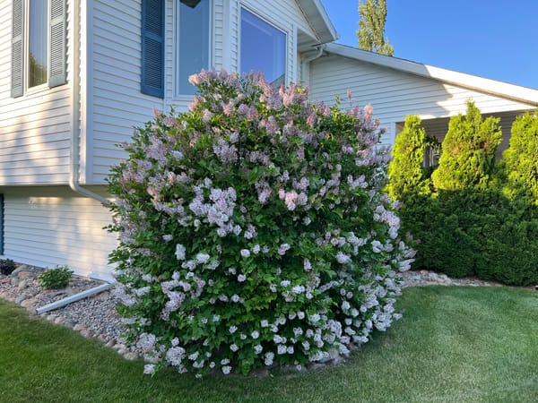 Miss Kim Lilac, Syringa pubescens subsp. patula 'Miss Kim' 