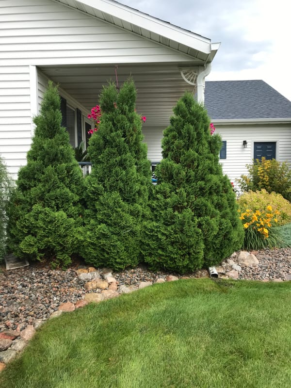 Holmstrup Arborvitae, Thuja occidentalis ‘Holmstrup’