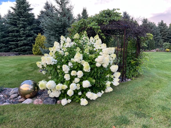 Limelight Hydrangea, Hydrangea paniculata 'Limelight', Zone 3-8