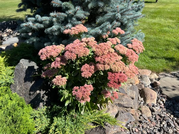Autumn Joy Sedum