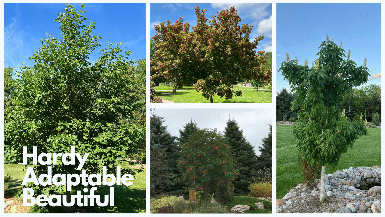 Four Medium Sized Trees You'll Love